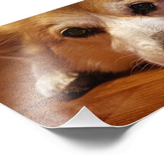 Corgi Face Foto Afdruk (Hoek)