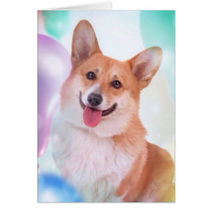 Corgi glimlachen met ballonnen