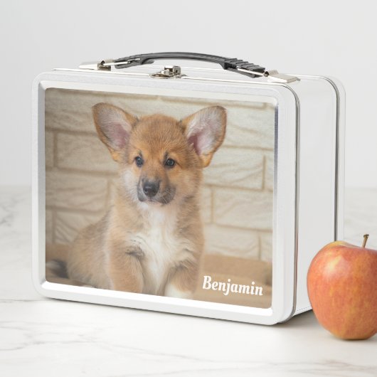 Corgi-hond (In situ)