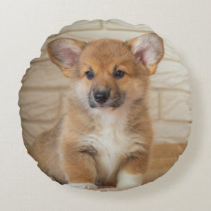 Corgi Hond Foto Rond Kussen