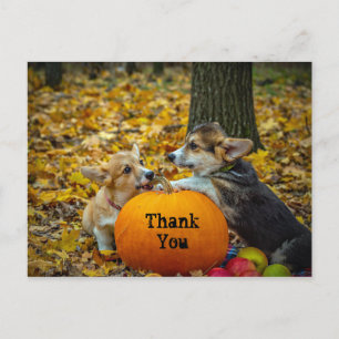 Corgi Hond Pompoen Herfst Foto Bedankt Briefkaart