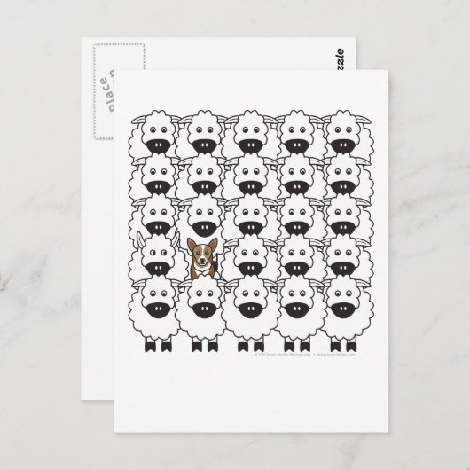 Corgi in de schapen briefkaart (Voorkant / Achterkant)