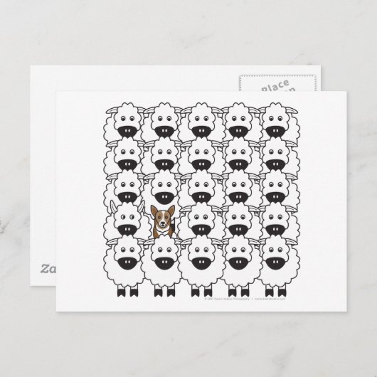 Corgi in de schapen briefkaart (Voorkant / Achterkant)