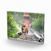 Corgi loopt op het spoor fotoblokken (Rechts)
