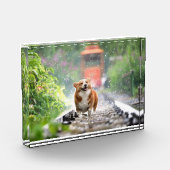 Corgi loopt op het spoor fotoblokken (Links)