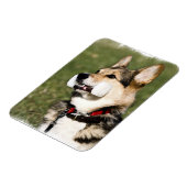 Corgi Magnet Magneet (Linkerzijde)