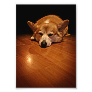Corgi op de vloer foto afdruk