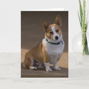 Corgi Portrait Kaart
