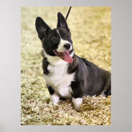 Corgi Poster (Voorkant)