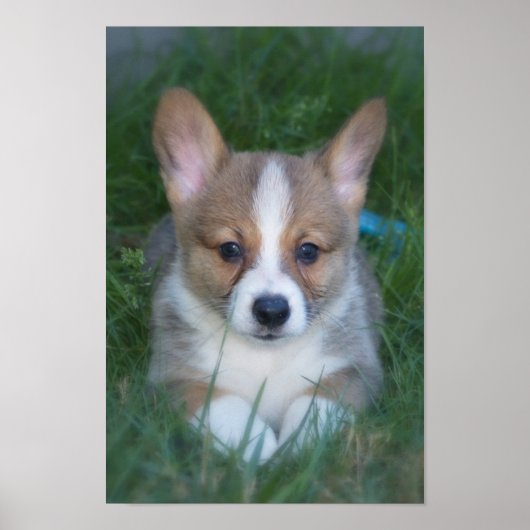 Corgi pup poster (Voorkant)