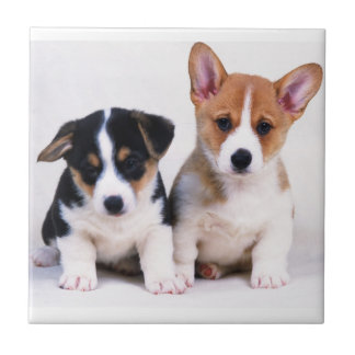 Corgi Puppies keramische tegel Tegeltje