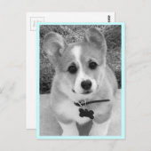 Corgi Puppy Briefkaart (Voorkant / Achterkant)