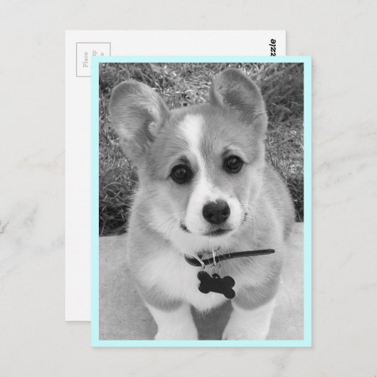 Corgi Puppy Briefkaart (Voorkant / Achterkant)