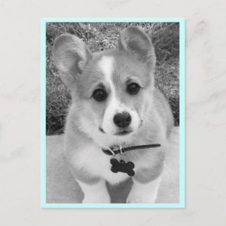 Corgi Puppy Briefkaart