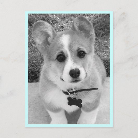 Corgi Puppy Briefkaart (Voorkant)