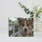 Corgi Puppy Dog Briefkaart (Staand voorkant)