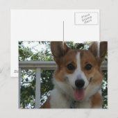 Corgi Puppy Dog Briefkaart (Voorkant / Achterkant)
