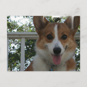 Corgi Puppy Dog Briefkaart
