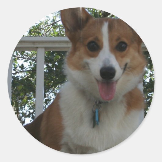 Corgi Puppy Dog Sticker (Voorkant)