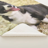 Corgi Sherpa Deken (3/4)