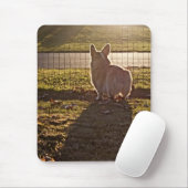 Corgi Sunrise Muismat (Met muis)