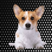 Corgi white dots golfheadcover