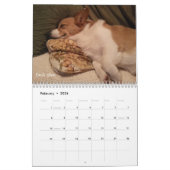 Corgi Wisdom Calendar Kalender (Feb 2026)
