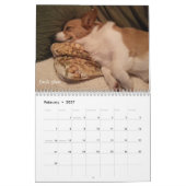 Corgi Wisdom Calendar Kalender (Feb 2027)