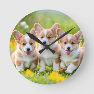 Corgies spelen in het gras ronde klok