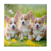 Corgies spelen in het gras tegeltje (Voorkant)