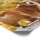 Corgis De beste antidepressiva ter wereld Poster (Hoek)