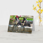 corgis kaart (Gele Bloem)