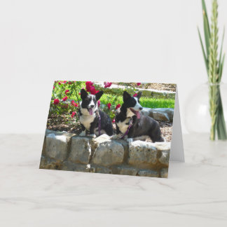 corgis kaart