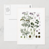 Coriander Briefkaart (Voorkant / Achterkant)