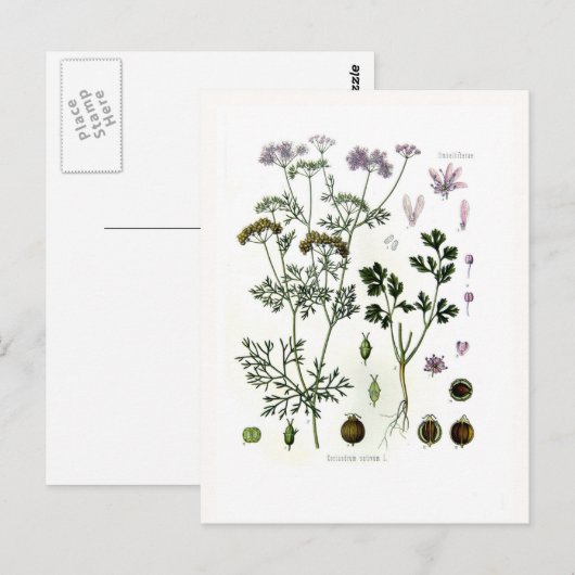 Coriander Briefkaart (Voorkant / Achterkant)