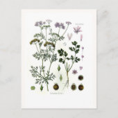 Coriander Briefkaart (Voorkant)