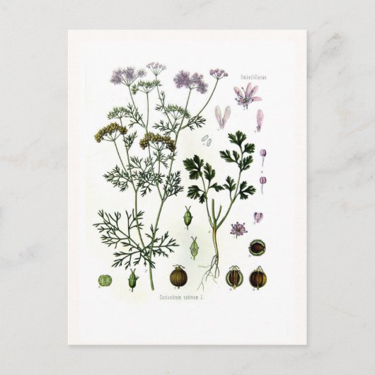 Coriander Briefkaart (Voorkant)