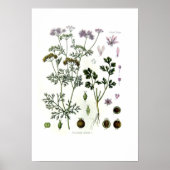 Coriandrum sativum poster (Voorkant)
