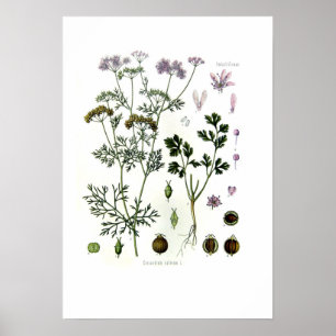 Coriandrum sativum poster