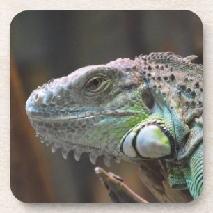 Cork Onderzetter met hoofd van kleurrijke Iguana h