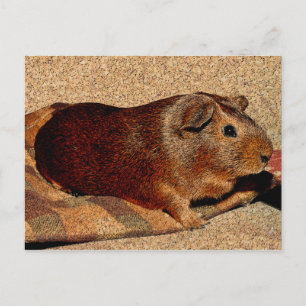 Corkboard Kijk Guinee Briefkaart