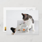 Corky de Briefkaarten van de Kat van de Wieg (Voorkant / Achterkant)