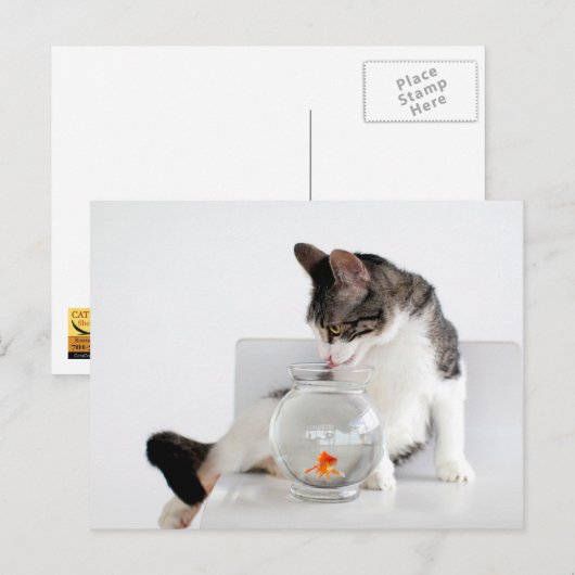 Corky de Briefkaarten van de Kat van de Wieg (Voorkant / Achterkant)