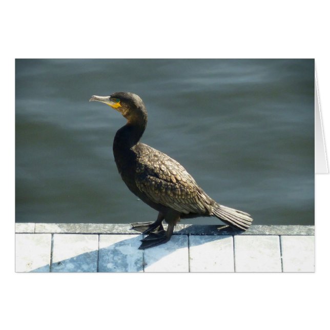 Cormorant (Voorkant Horizontaal)