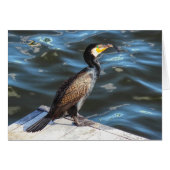 Cormorant at Cardiff Bay, Cardiff, Wales (Voorkant Horizontaal)