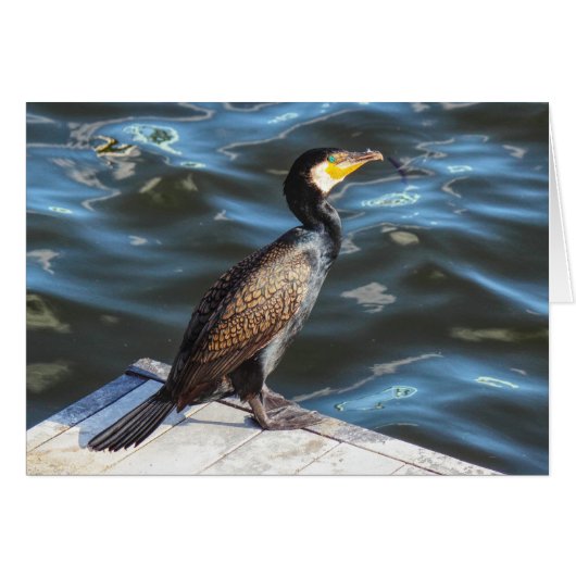 Cormorant at Cardiff Bay, Cardiff, Wales (Voorkant Horizontaal)
