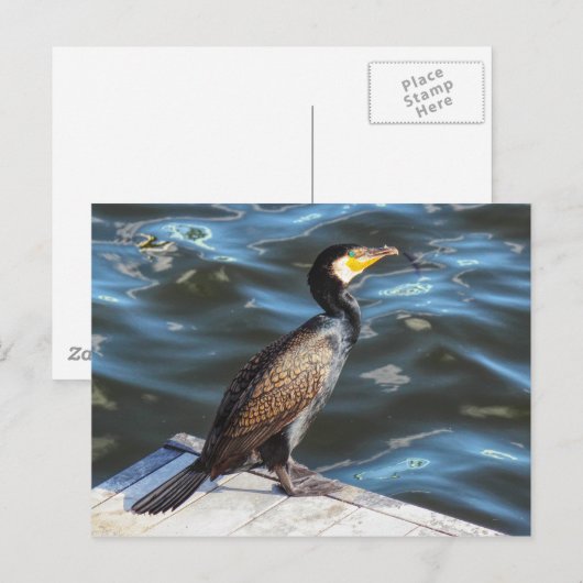 Cormorant in Cardiff Bay, Cardiff, Wales Briefkaart (Voorkant / Achterkant)