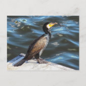 Cormorant in Cardiff Bay, Cardiff, Wales Briefkaart (Voorkant)