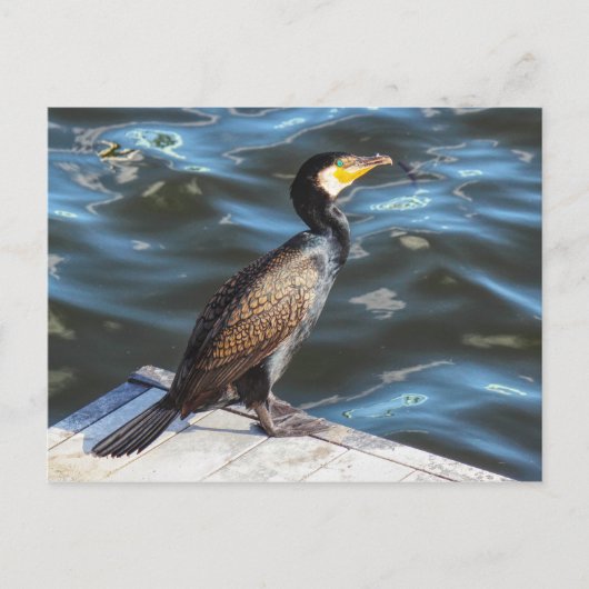 Cormorant in Cardiff Bay, Cardiff, Wales Briefkaart (Voorkant)