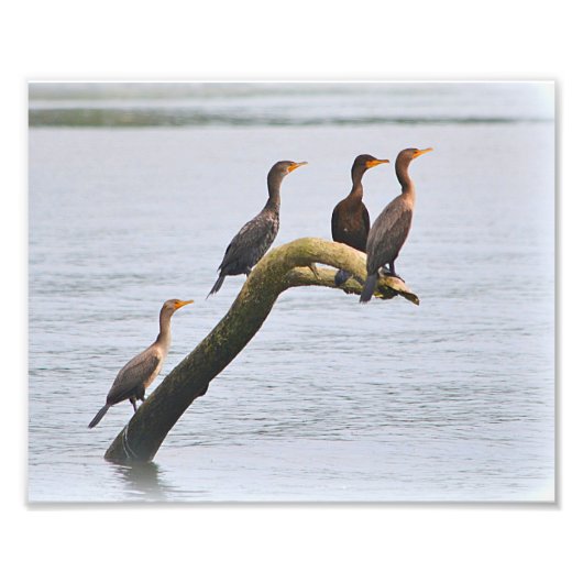 Cormorant Photo Print Foto Afdruk (Voorkant)